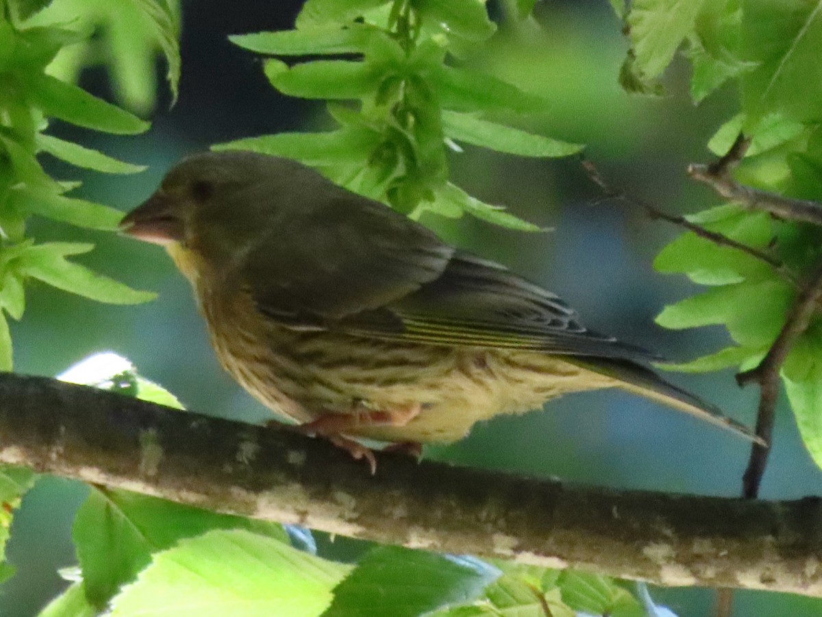 European Greenfinch - ML644951658