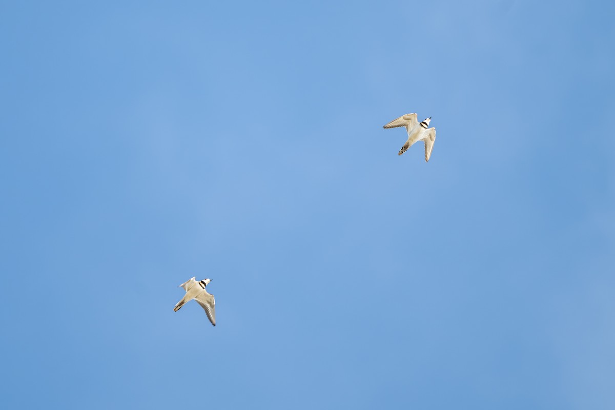 Killdeer - ML644951665