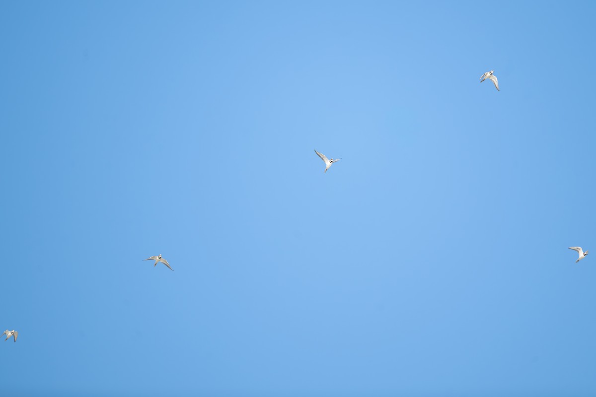 Killdeer - ML644951666