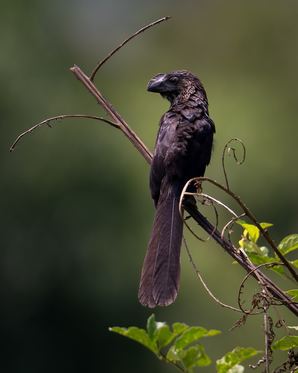 glattnebbani - ML644951668