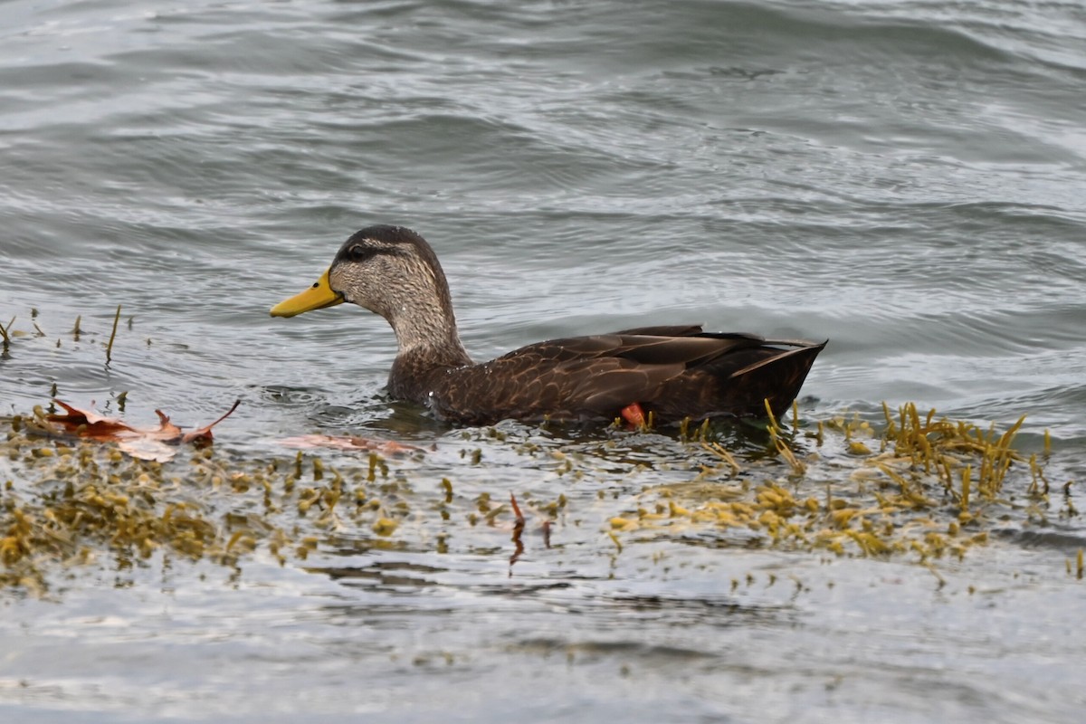 American Black Duck - ML644951686