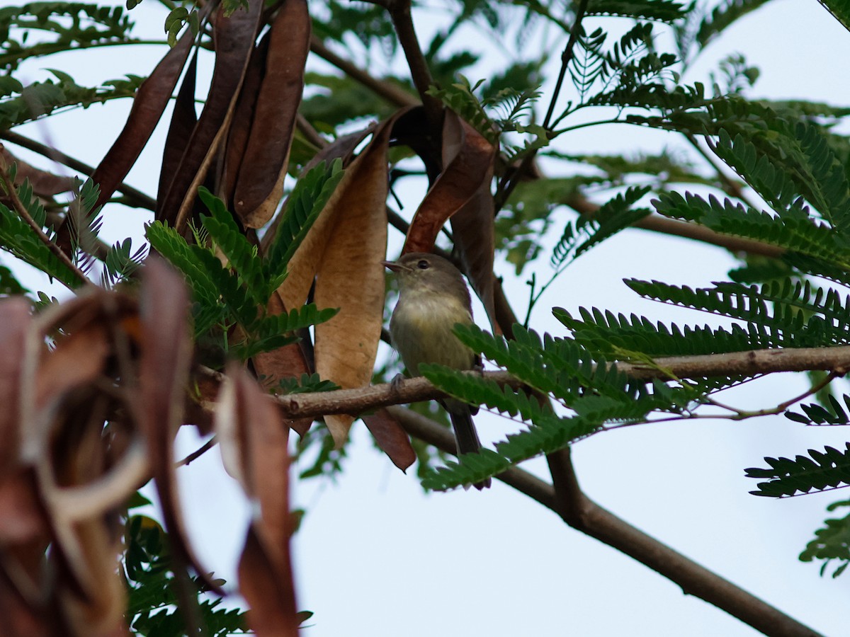 Flat-billed Vireo - ML644951703