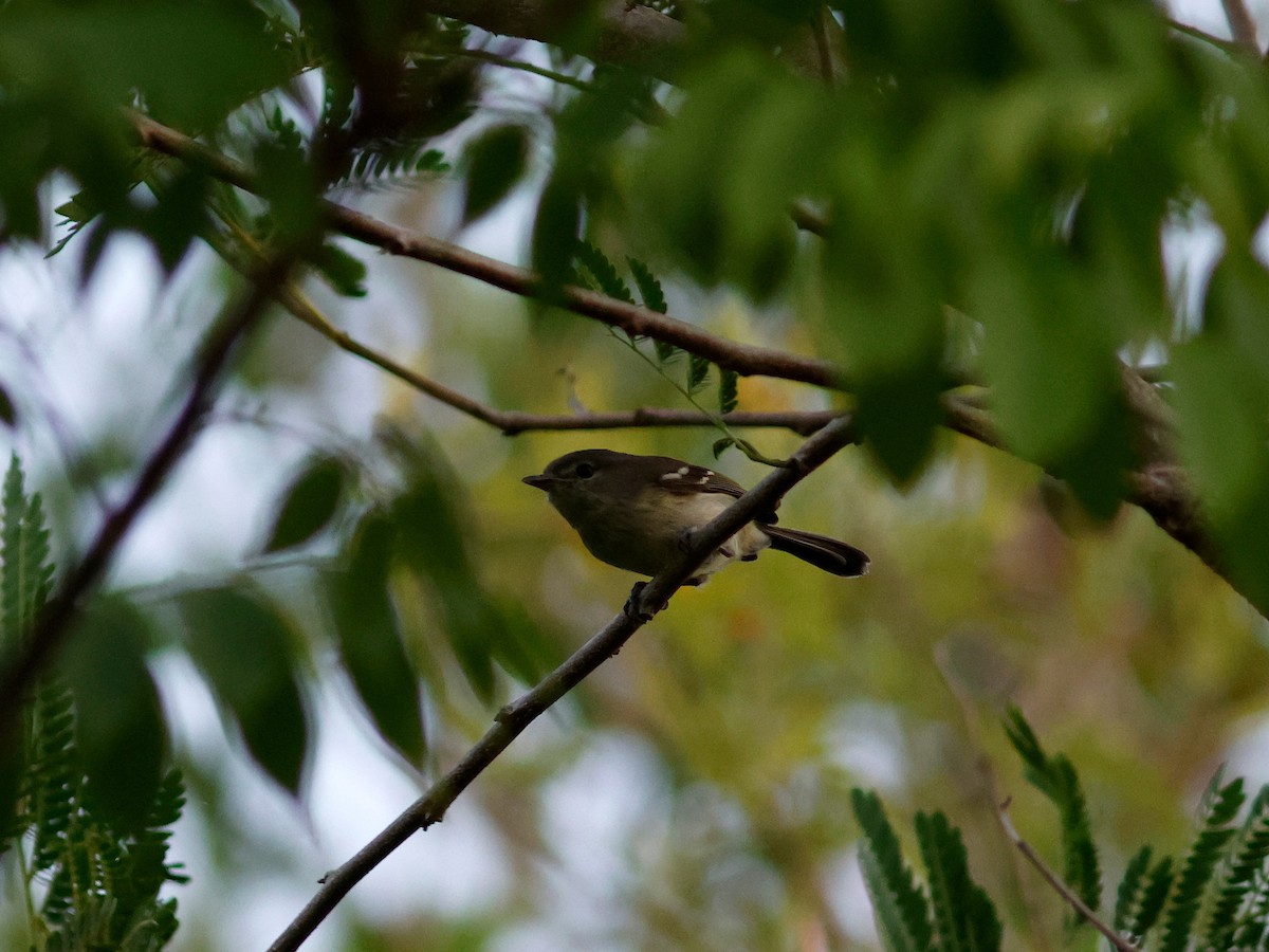 Flat-billed Vireo - ML644951704