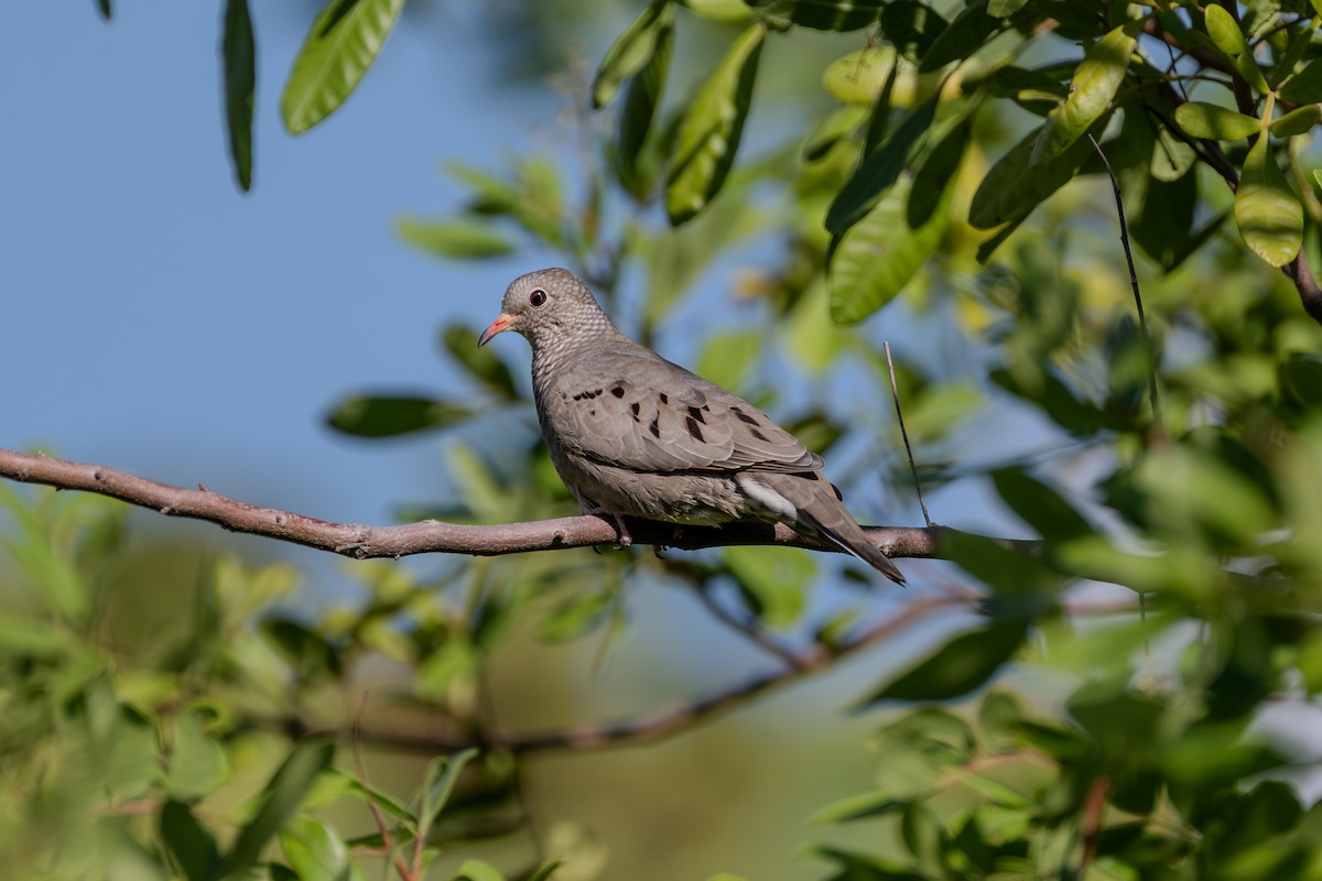 Common Ground Dove - ML644951705