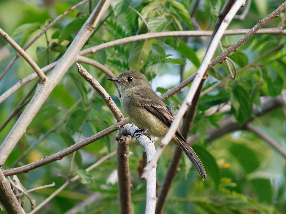 Hispaniolan Pewee - ML644951709