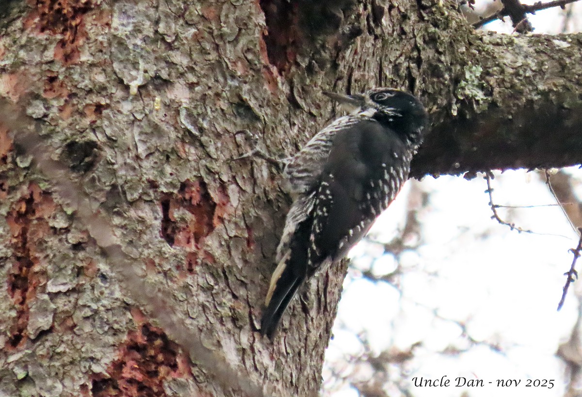 Amerika Üç Parmaklı Ağaçkakanı - ML644951712