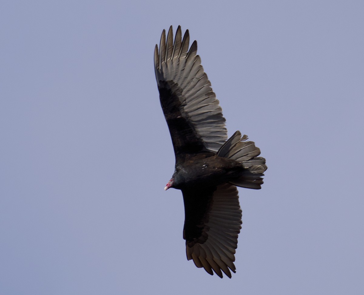 Turkey Vulture - ML644951727