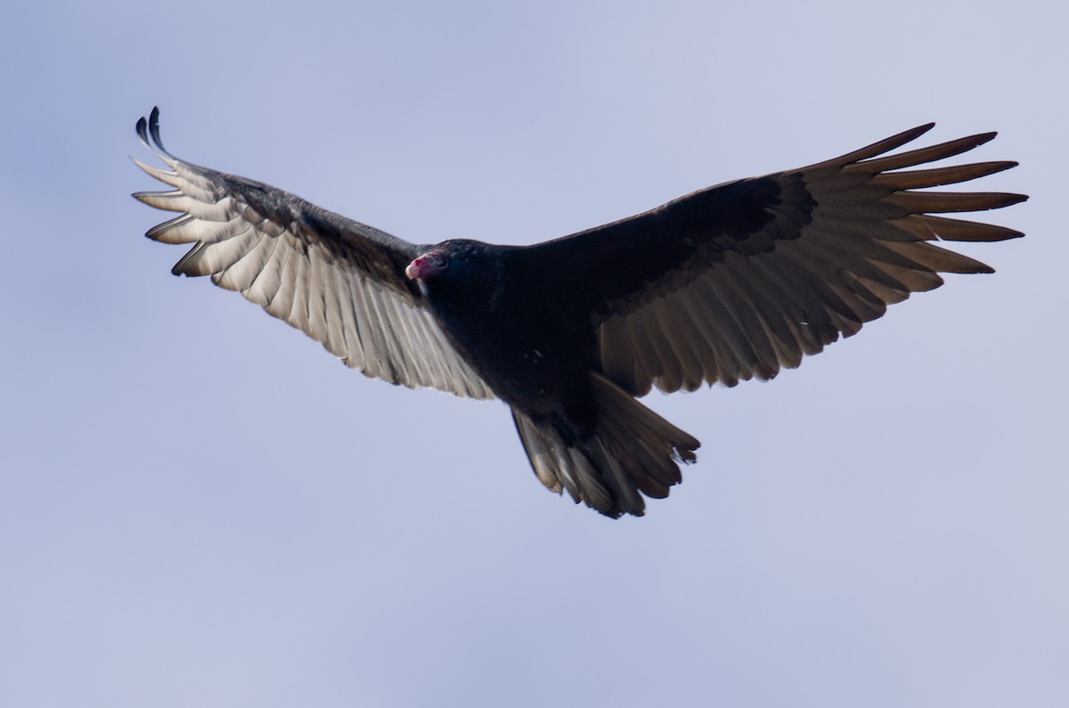 Turkey Vulture - ML644951728