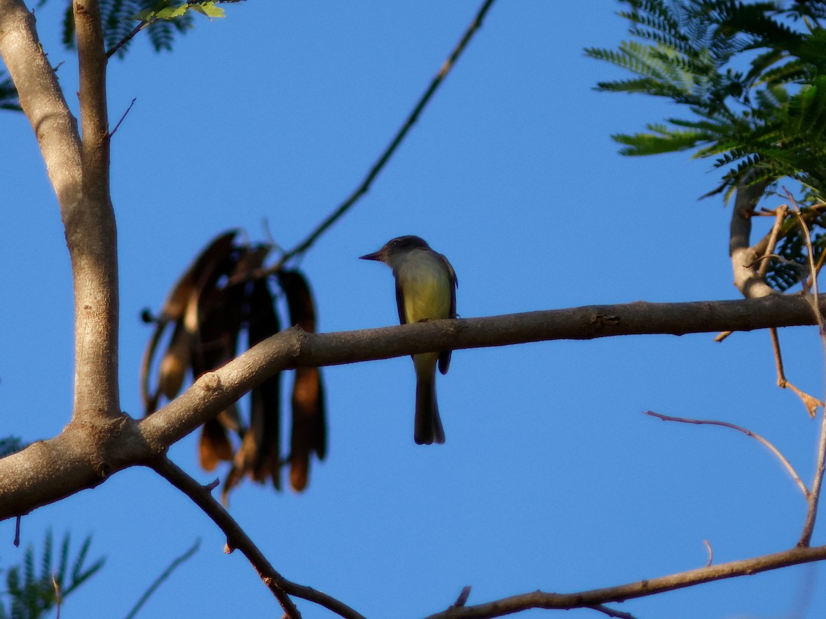 Stolid Flycatcher - ML644951731
