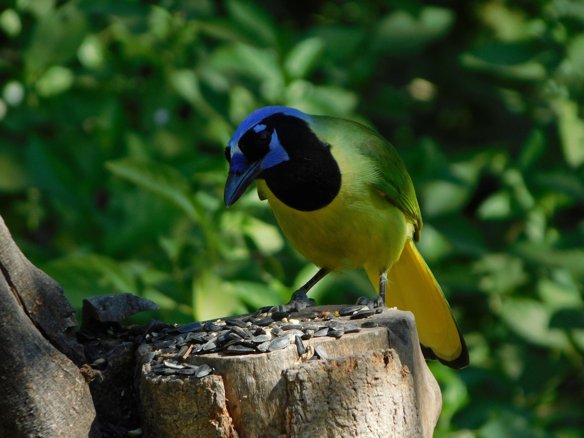Green Jay - ML644951732