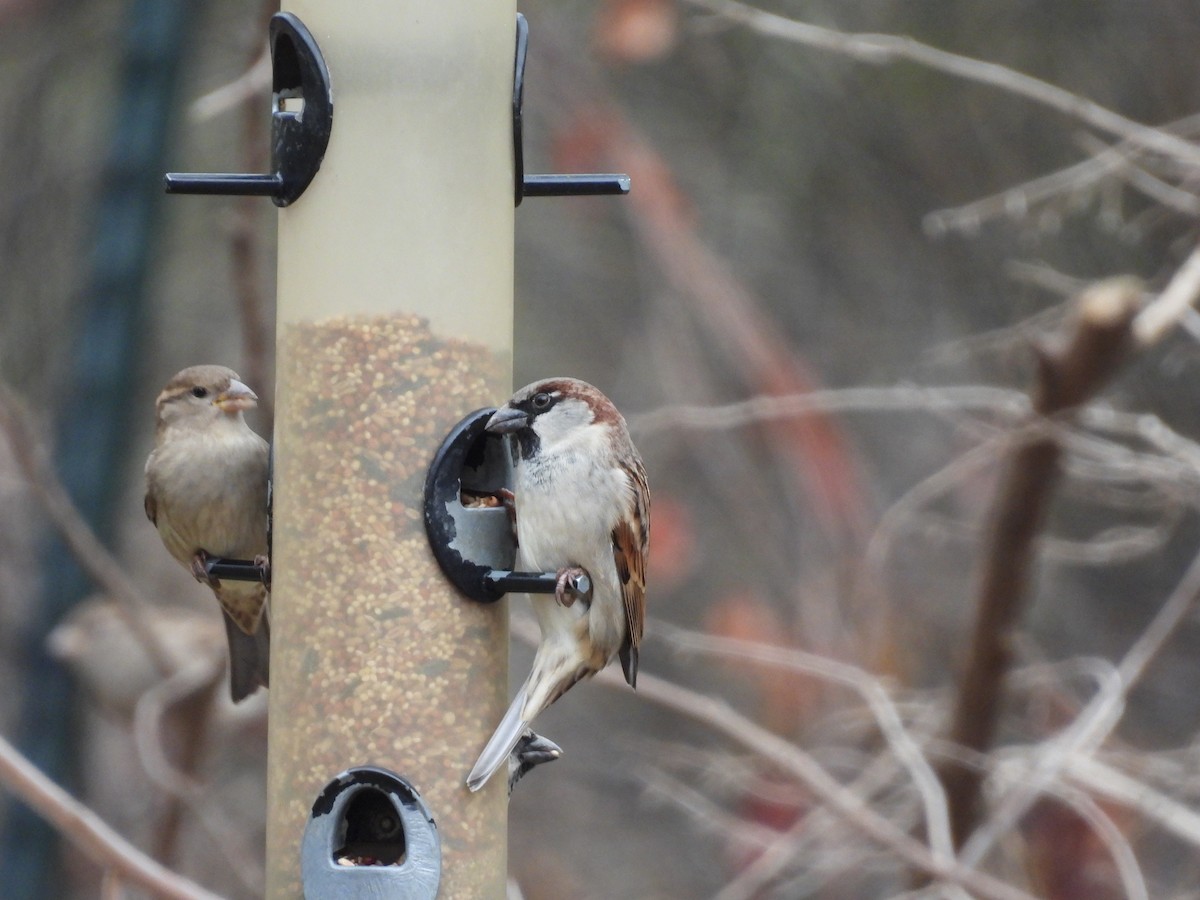 House Sparrow - ML644951744