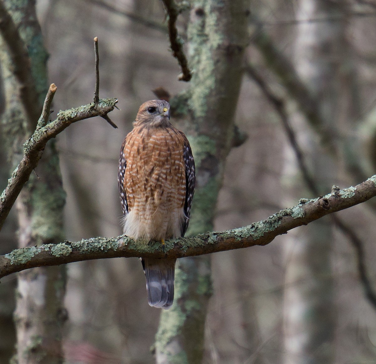 Red-shouldered Hawk - ML644951753