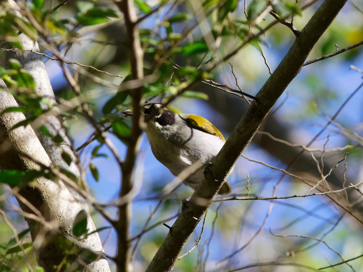 Пальмагра чорноголова - ML644951758