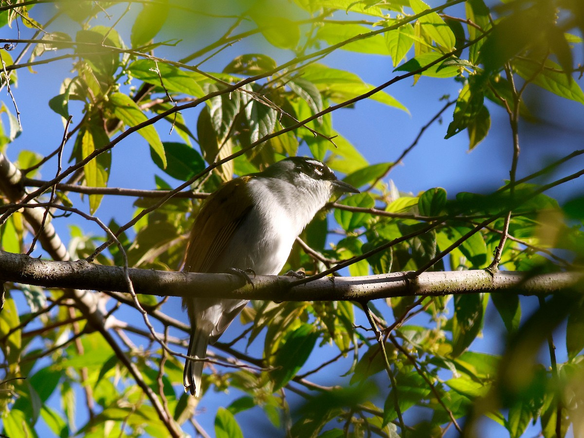 Пальмагра чорноголова - ML644951759