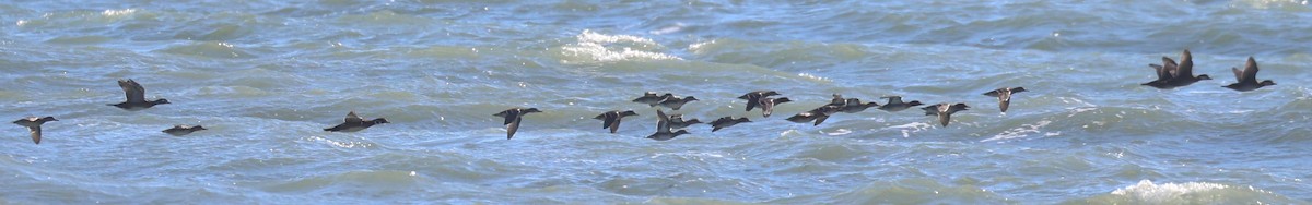 Wood Duck - ML644951768