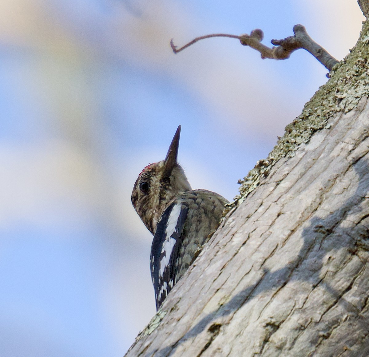 Yellow-bellied Sapsucker - ML644951770