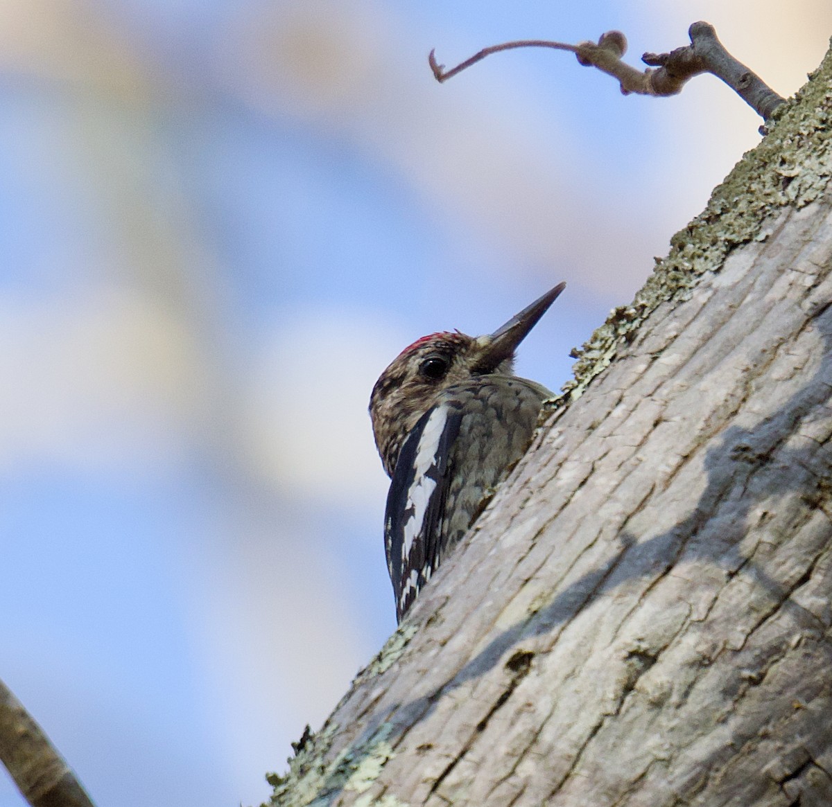 Yellow-bellied Sapsucker - ML644951771