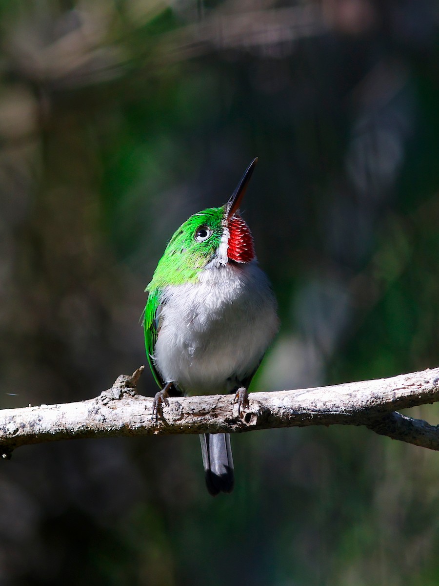 Узкоклювый тоди - ML644951772