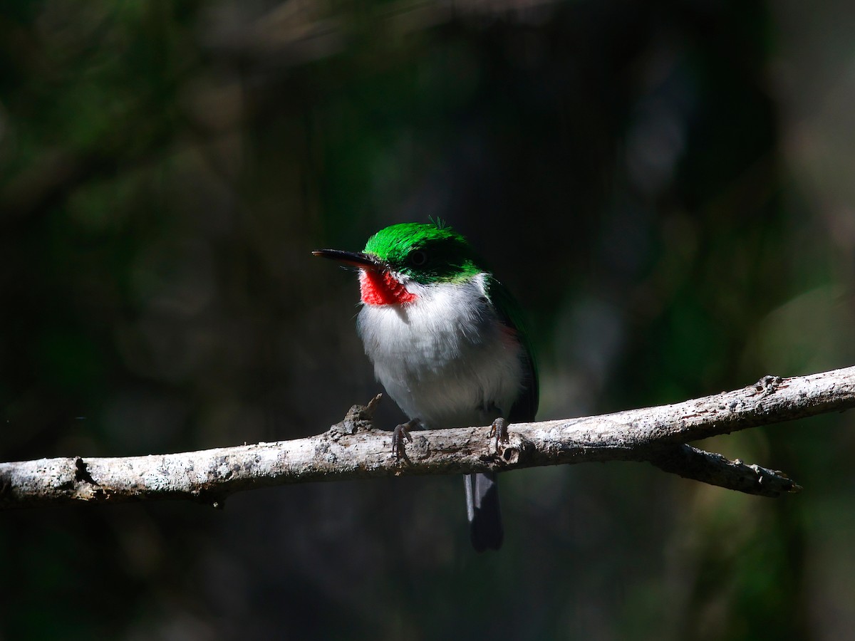 Узкоклювый тоди - ML644951773