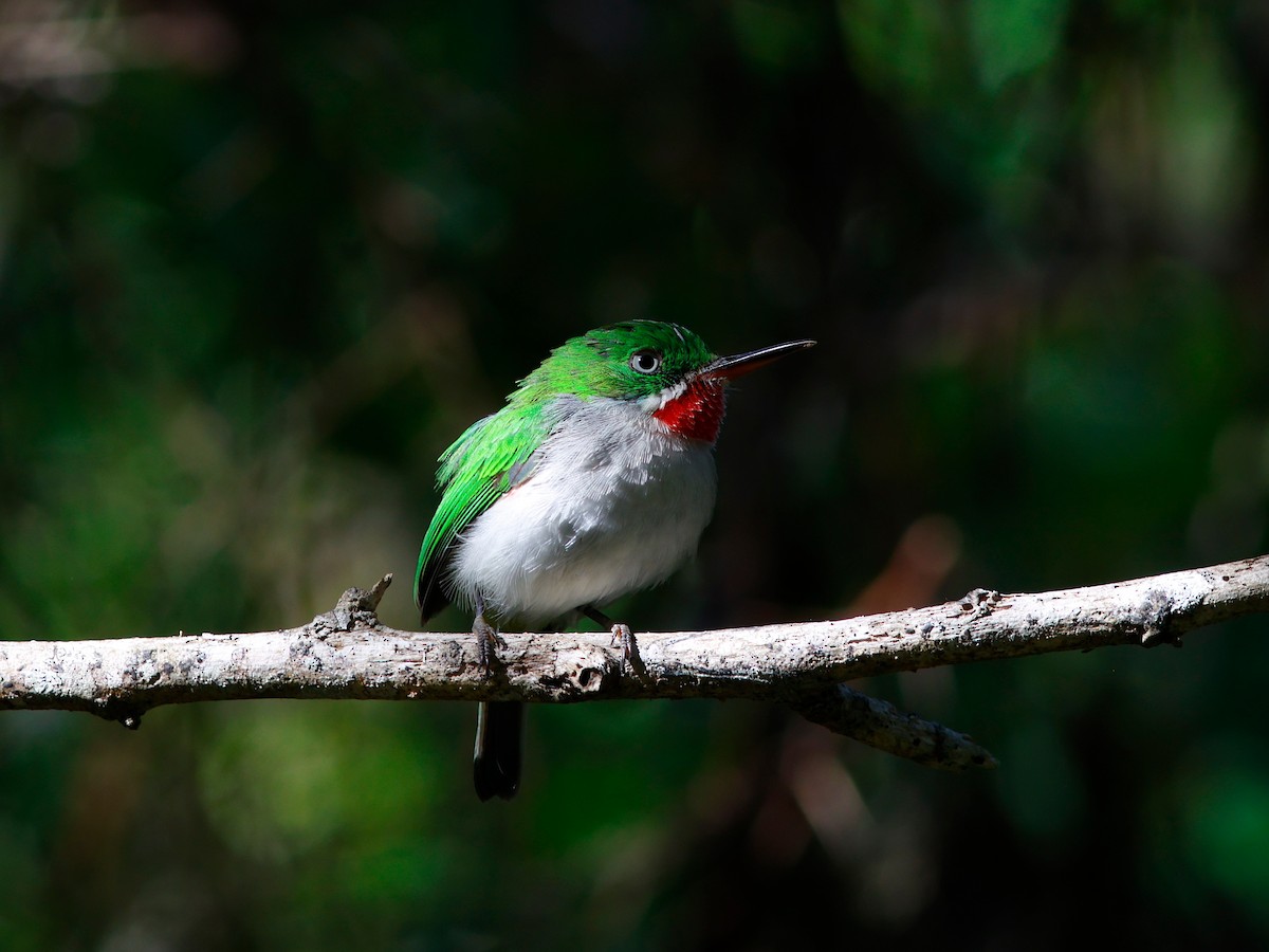 Узкоклювый тоди - ML644951774