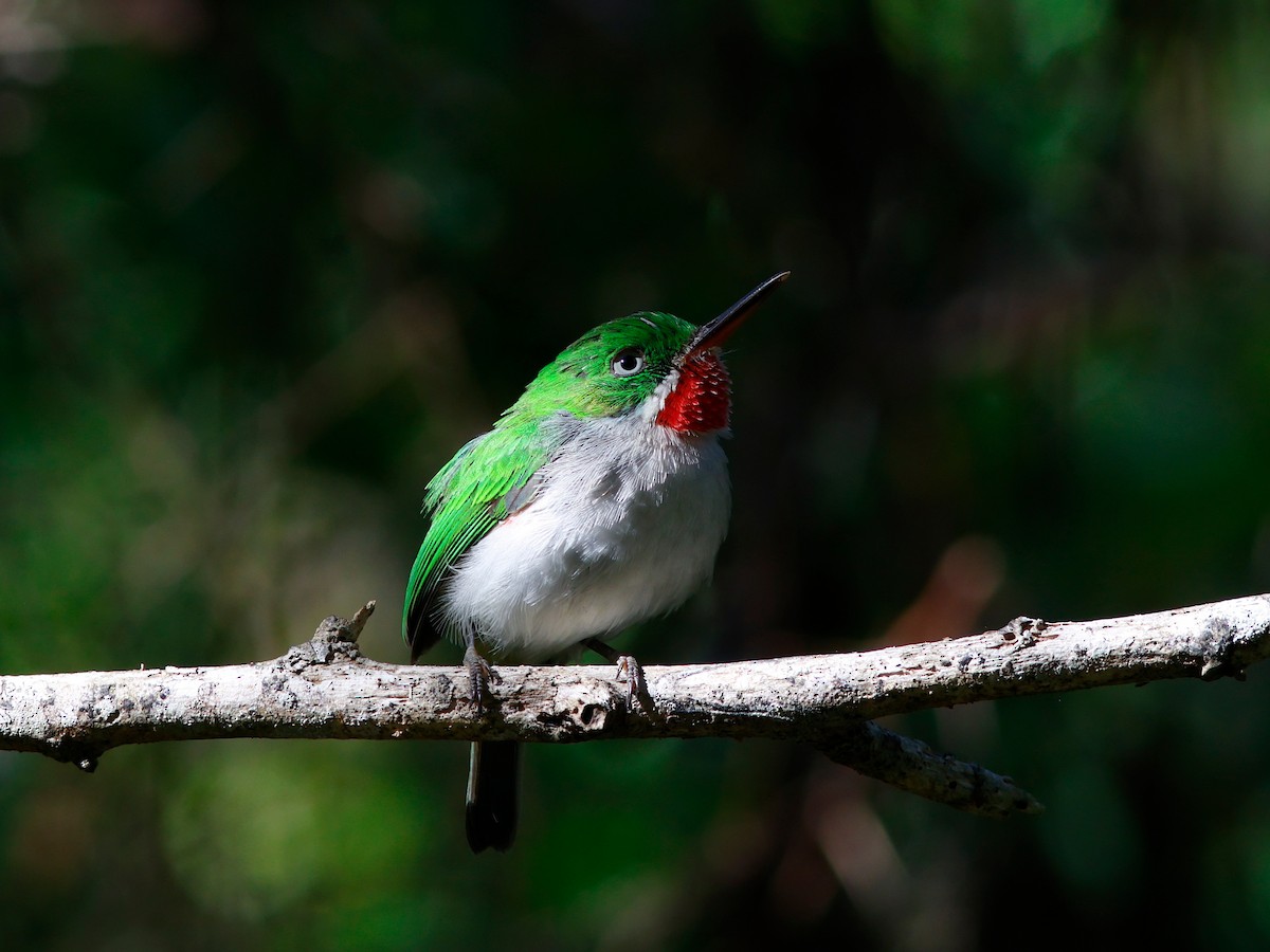 Узкоклювый тоди - ML644951775