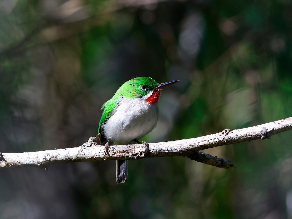 Узкоклювый тоди - ML644951777