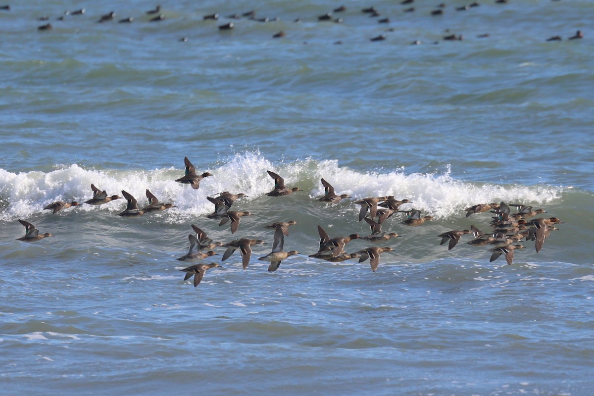 Green-winged Teal - ML644951781