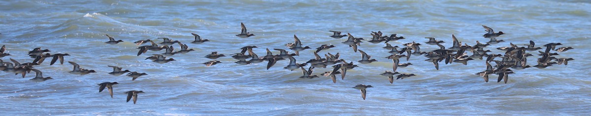 Green-winged Teal - ML644951782