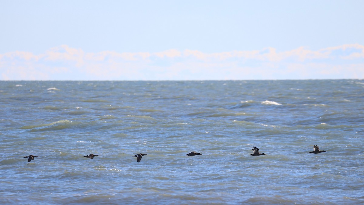 White-winged Scoter - ML644951789