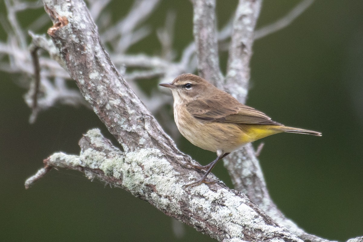 Palm Warbler (Western) - ML644951791
