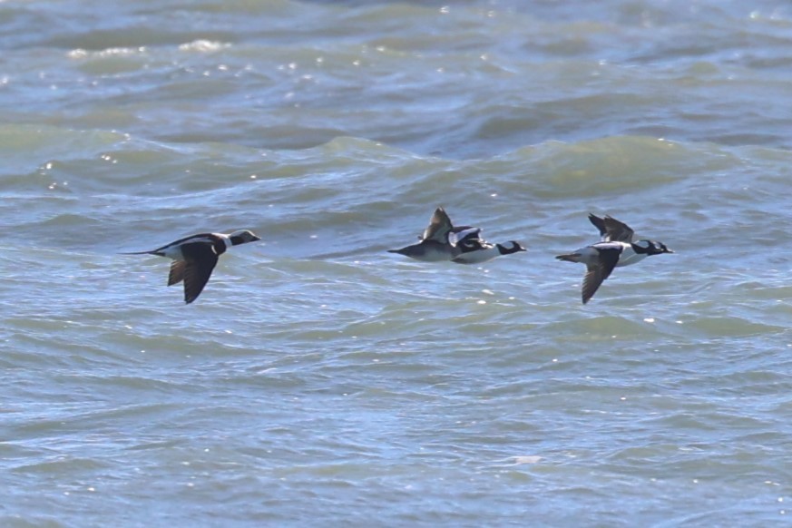 Long-tailed Duck - ML644951797