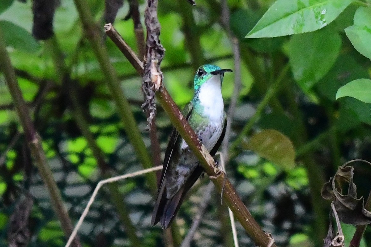White-chested Emerald - ML644951798
