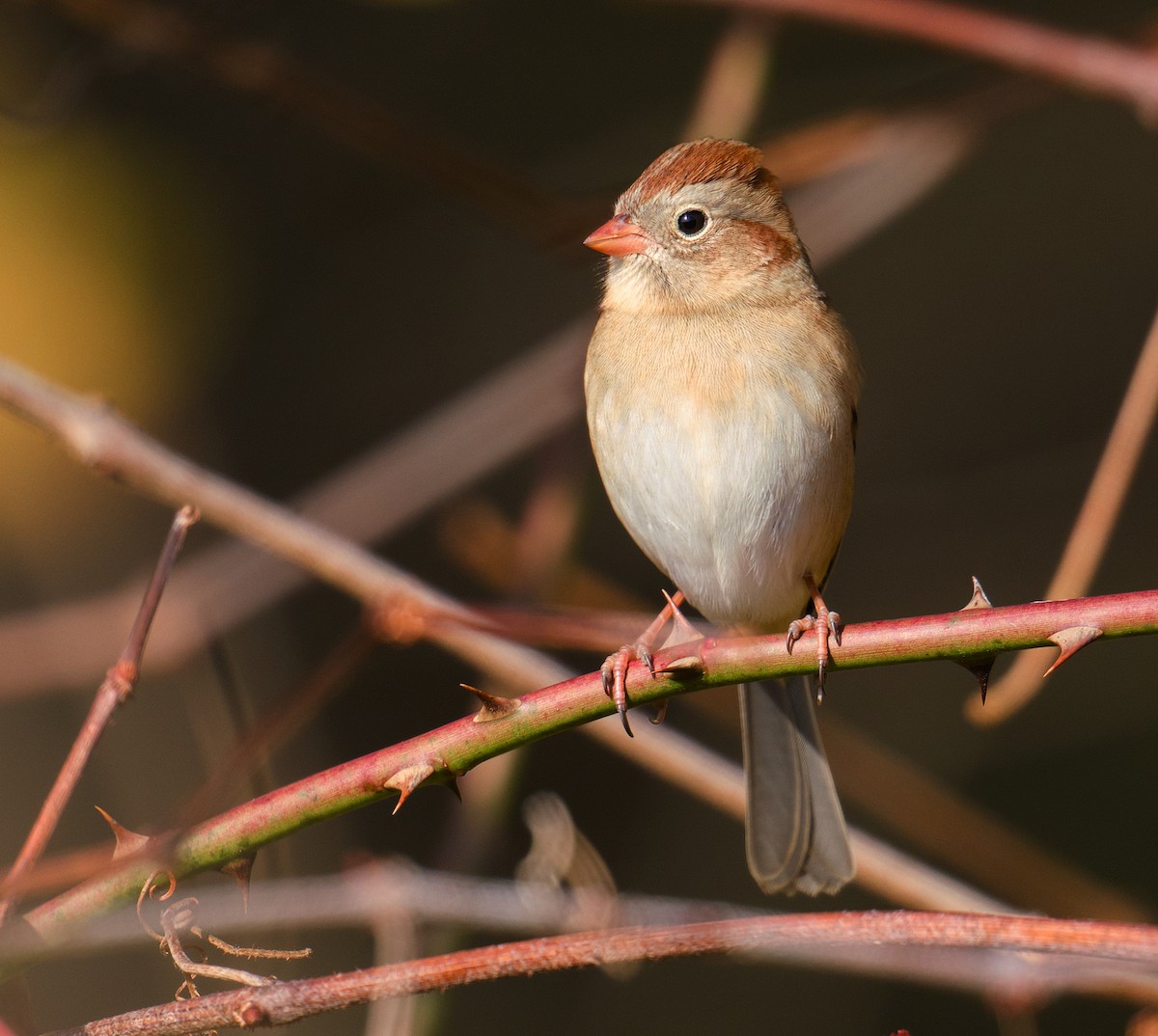 Field Sparrow - ML644951804