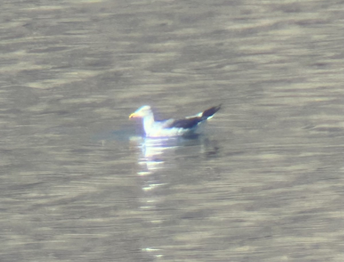 Lesser Black-backed Gull - ML644951807