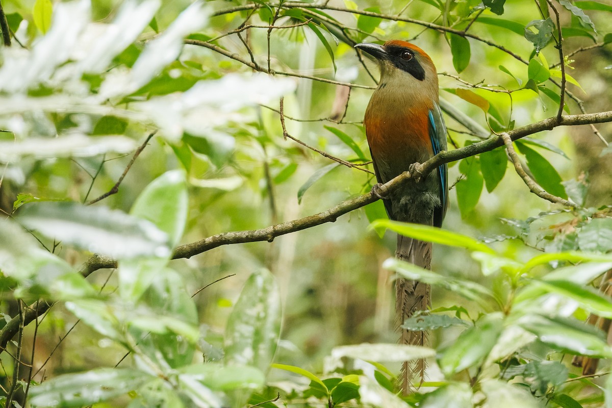 Rufous-capped Motmot - ML644951815