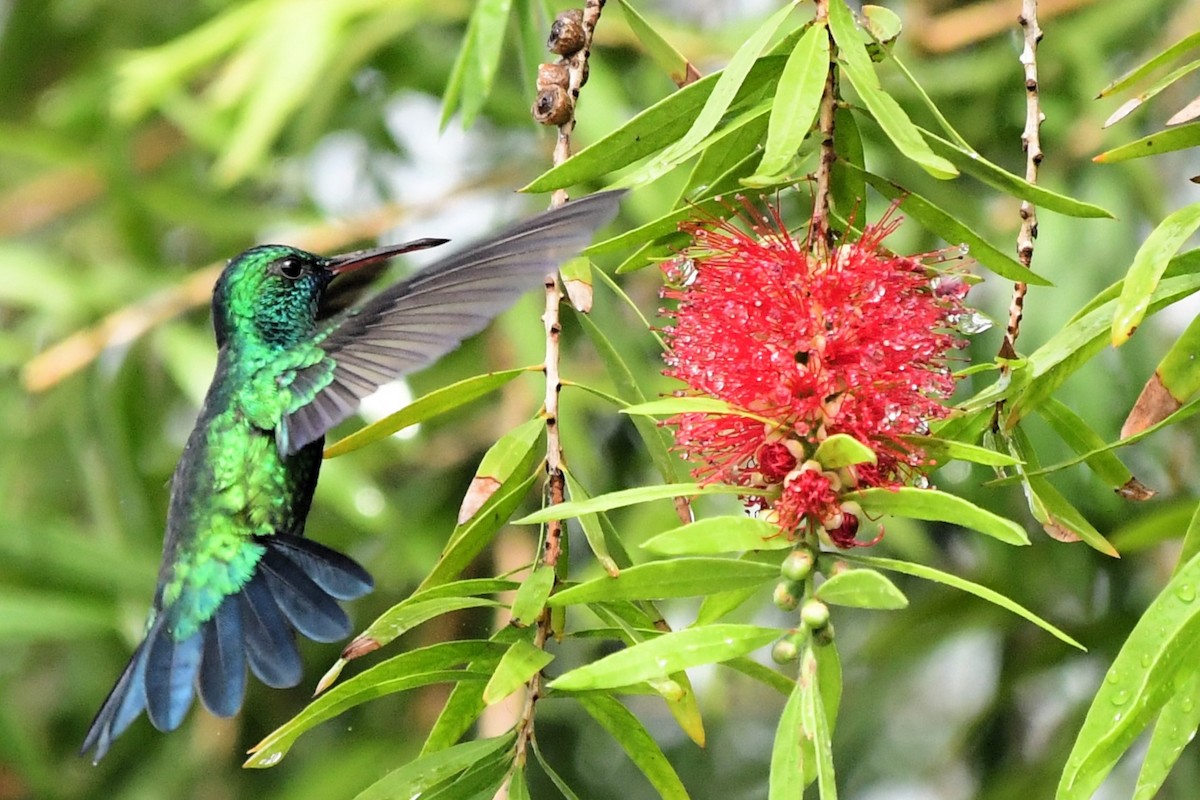 Blue-chinned Sapphire - ML644951819