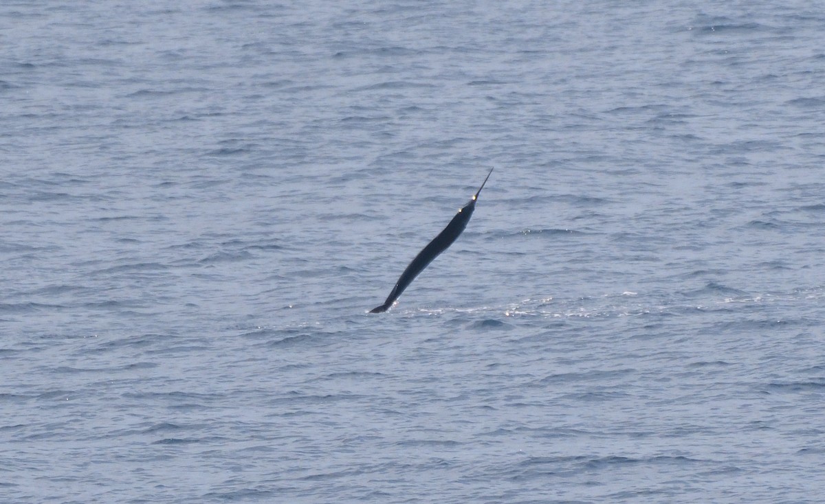 Marlin negro - ML644951820