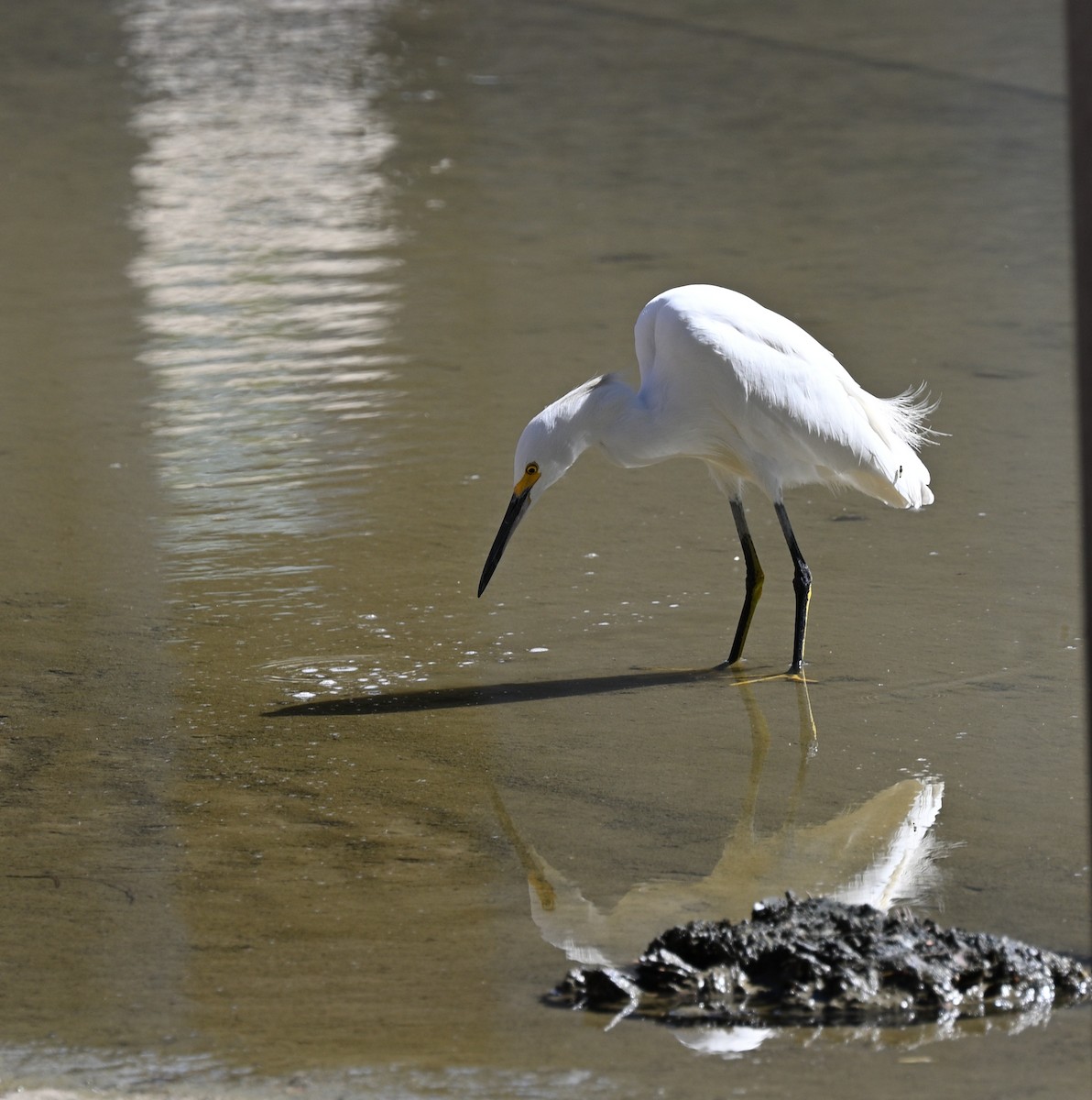Snowy Egret - ML644951822
