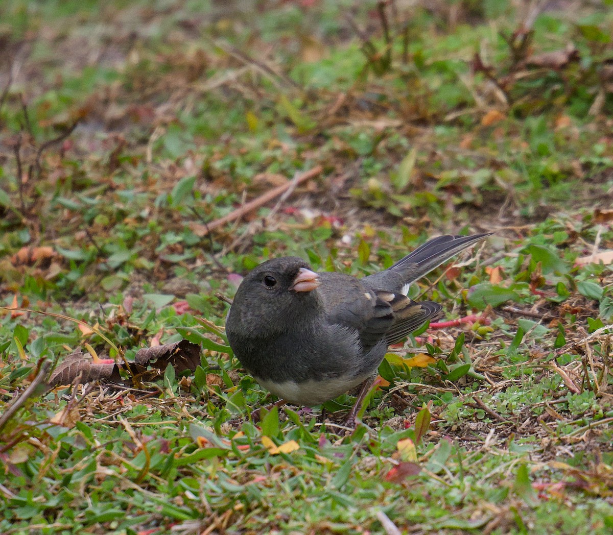 Dark-eyed Junco - ML644951824