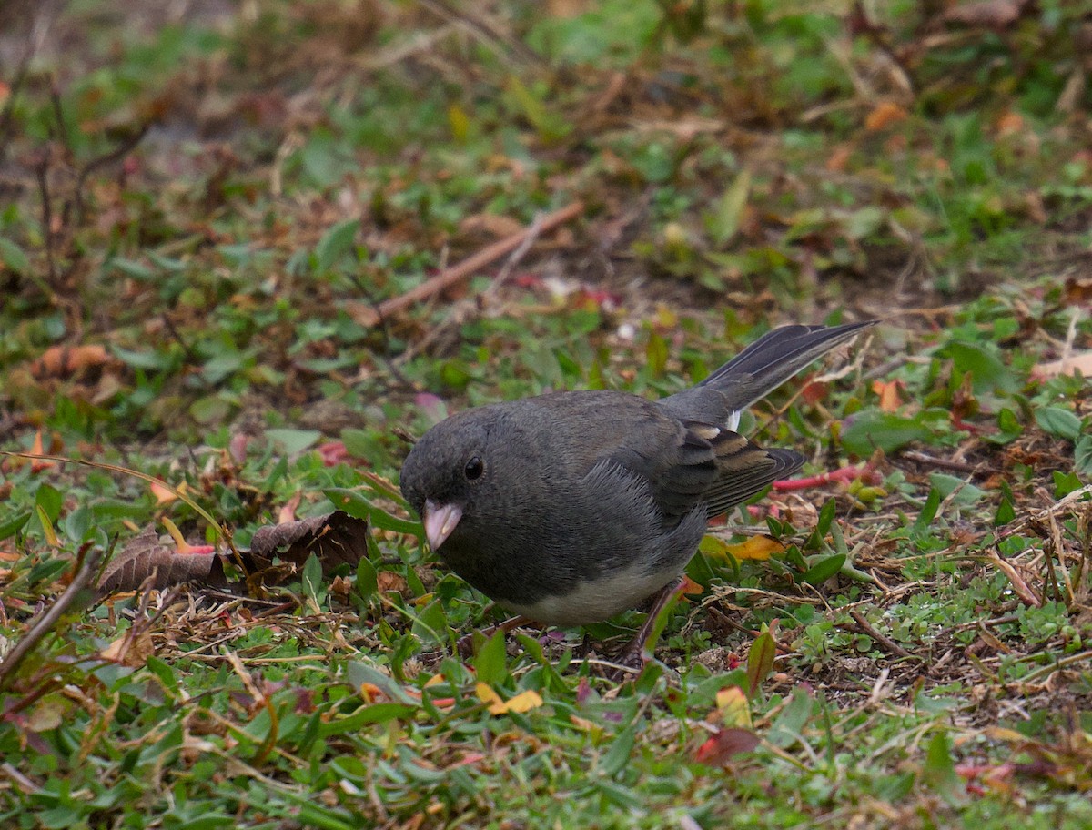 Dark-eyed Junco - ML644951825