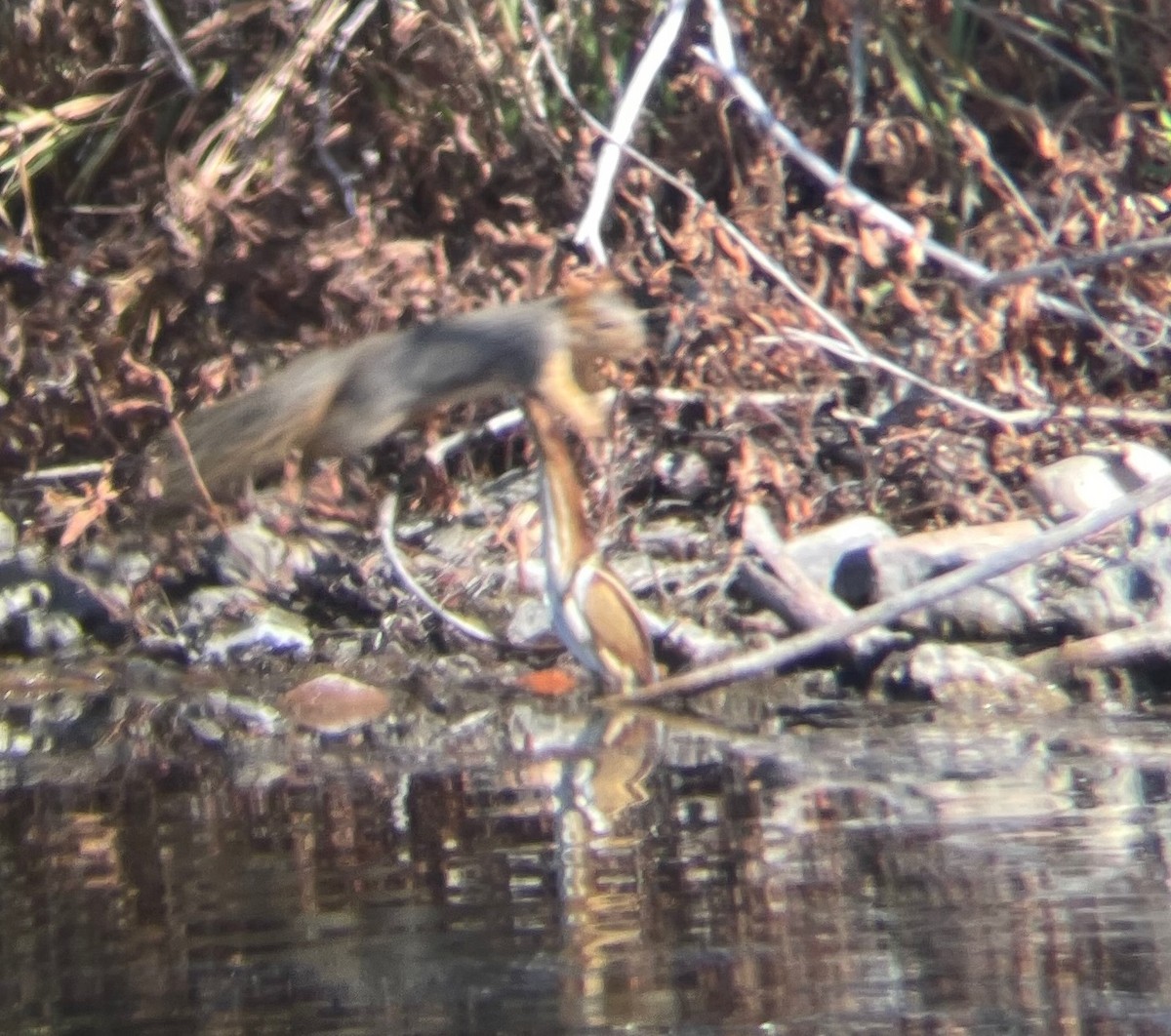 Least Bittern - ML644951830