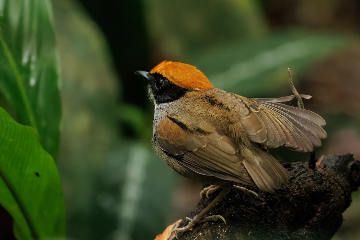 Black-cheeked Gnateater - ML644951831