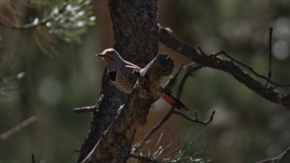 Northern Flicker - ML644951865