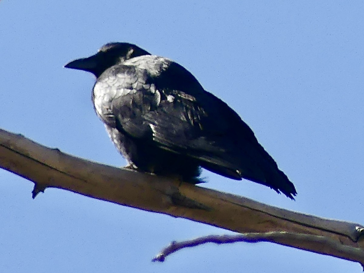 American Crow - ML644951872