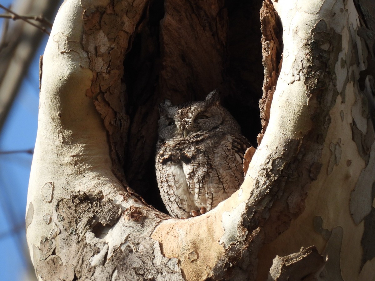 Eastern Screech-Owl - ML644951873