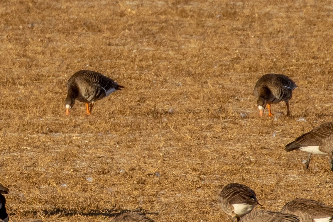 Greater White-fronted Goose - ML644951877