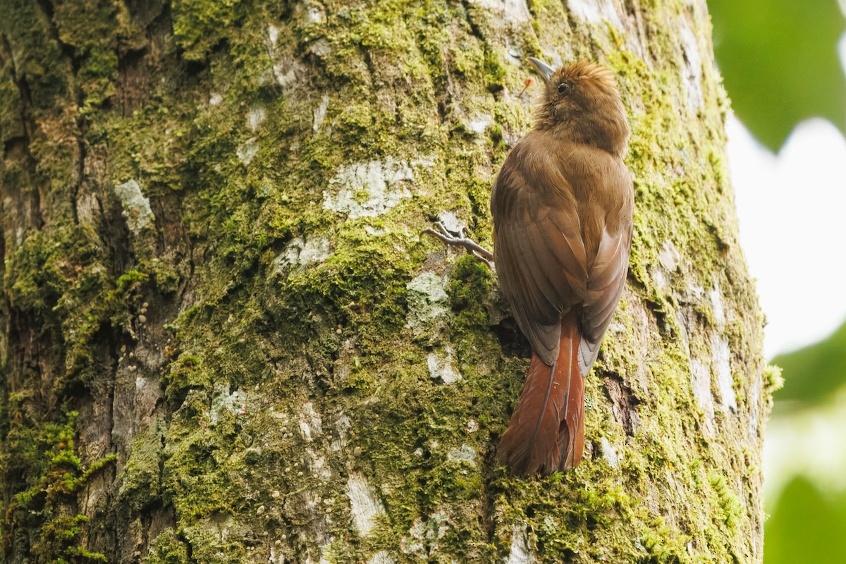 Грімпар бурий - ML644951886