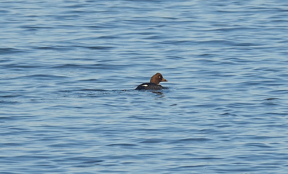 Quattrocchi - ML644951893