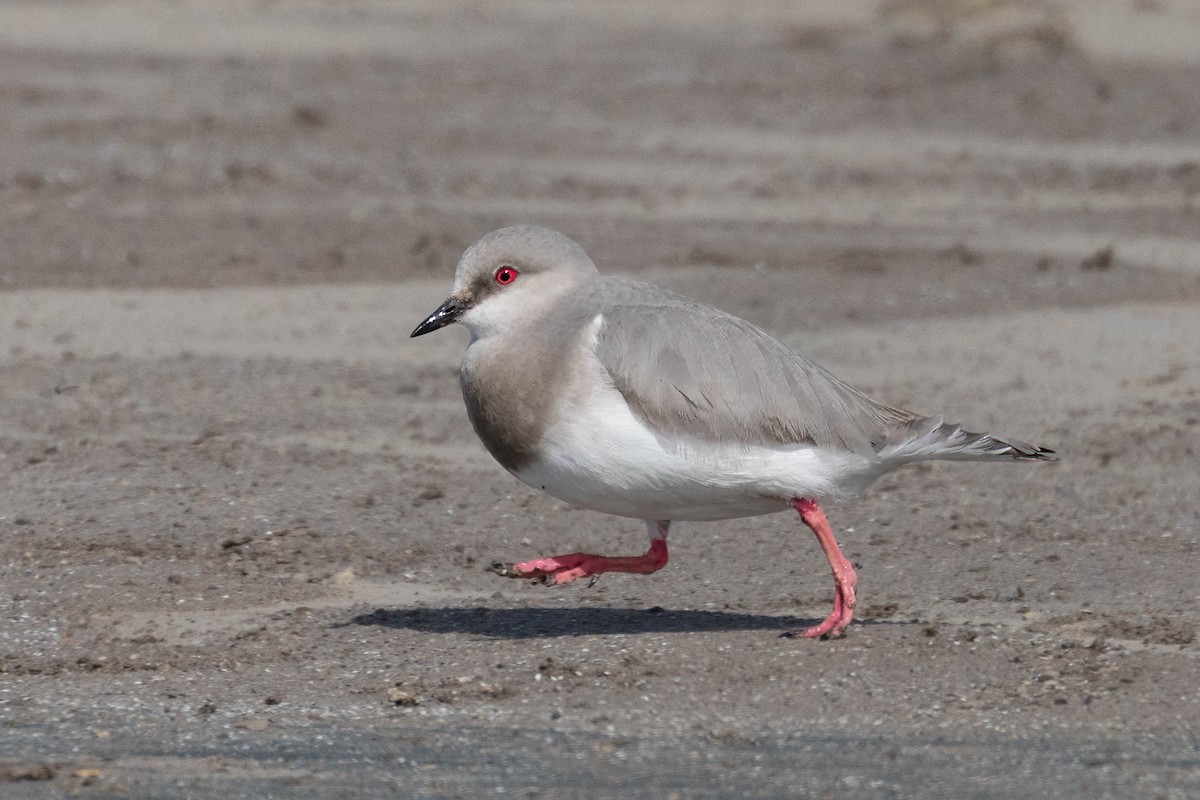 Магелланова ржанка - ML644951901