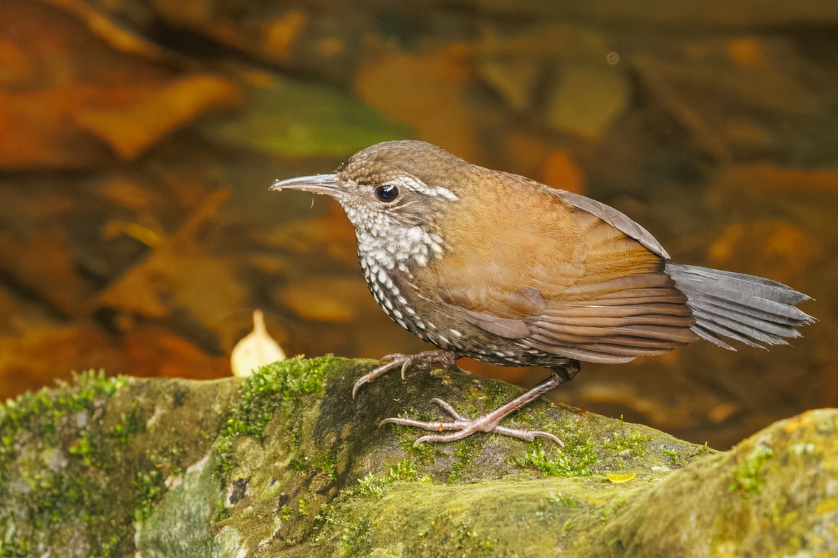 Sharp-tailed Streamcreeper - ML644951907
